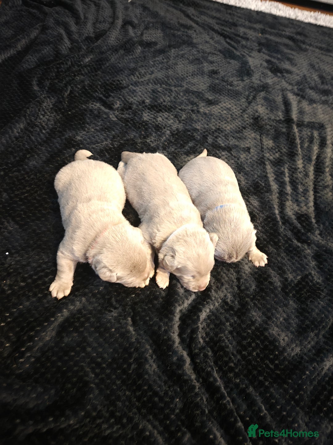 Labrador Retriever dogs for sale: Silver Labrador puppies  - Advert 19