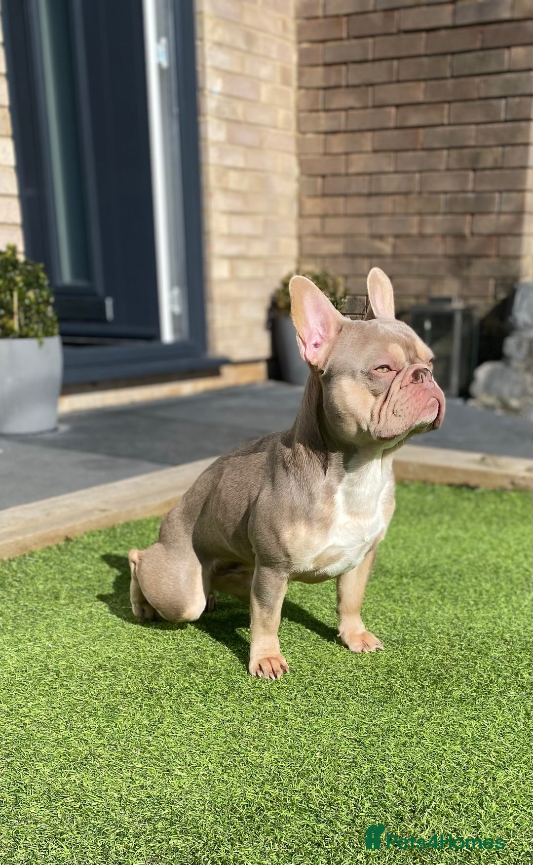 French Bulldog dogs for stud: Now FBCE GOLD! x OFFER- Fertility package inc in Matlock - Image 9