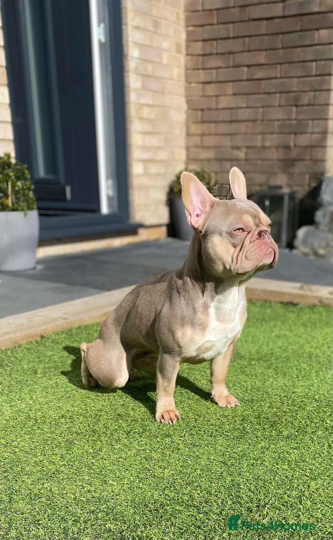 French Bulldog dogs for stud: Now FBCE GOLD! x OFFER- Fertility package inc - Advert 9