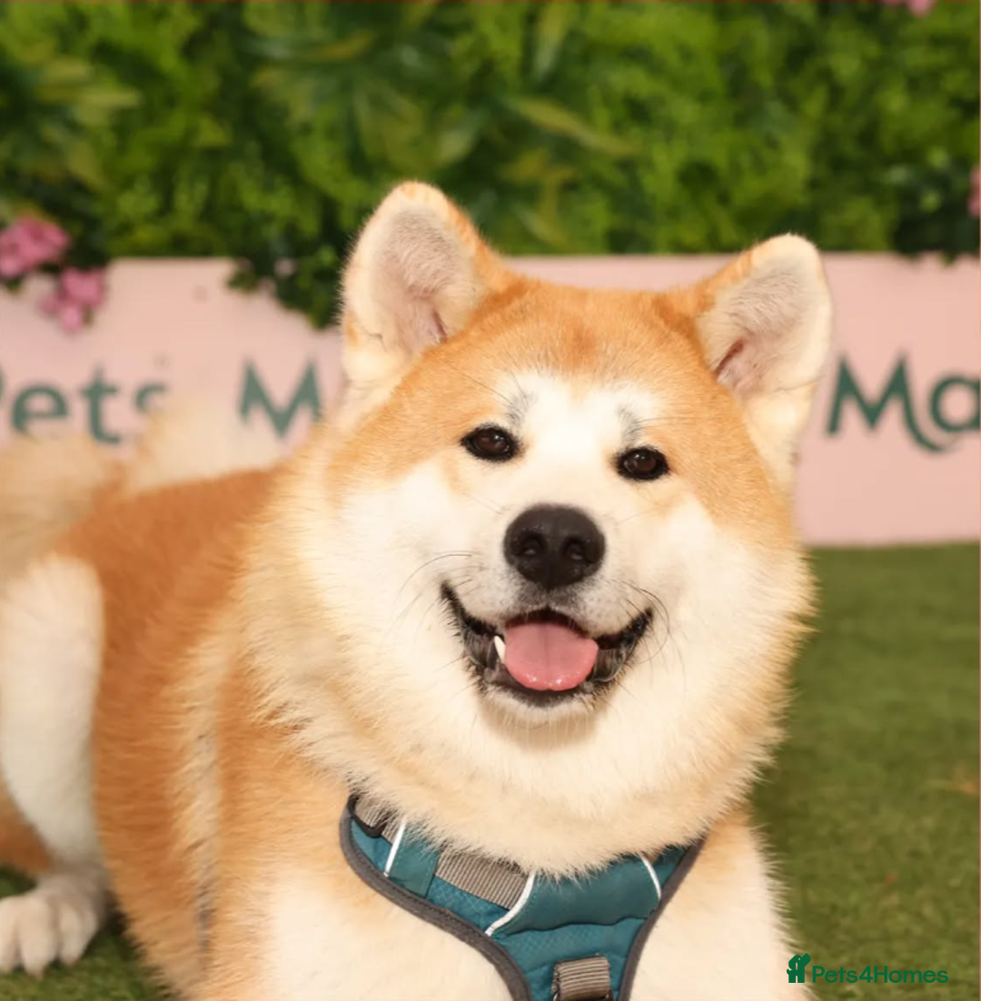 Japanese Akita Inu dogs for stud: Studding: 5-Generation Pedigree Japanese Akita in Welwyn Garden City - Image 3