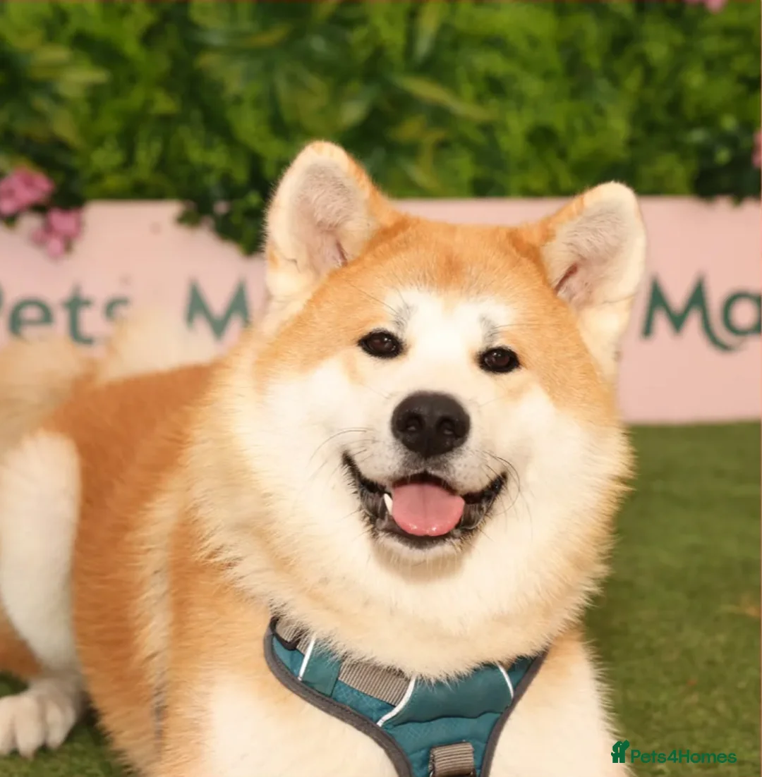 Japanese Akita Inu dogs for stud: Studding: 5-Generation Pedigree Japanese Akita in Welwyn Garden City - Advert 3