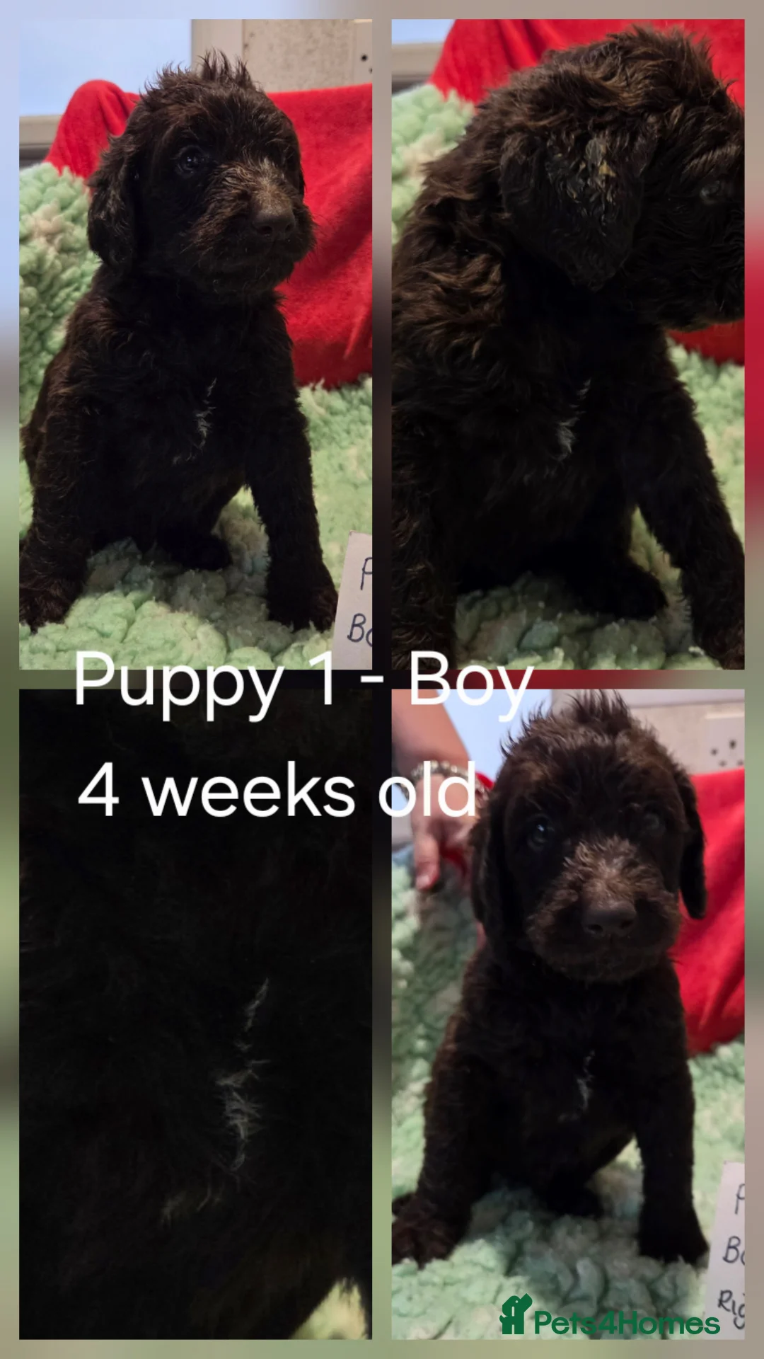 Goldendoodle dogs for sale: DELIGHTFUL WELL BRED DOODLES - Advert 2