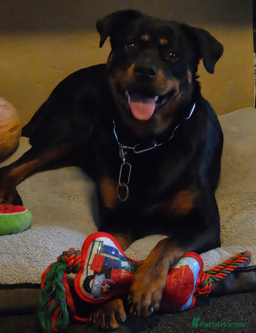 Rottweiler dogs for sale: Gorgeous trained rottweiler female available  - Advert 2