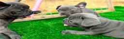 French Bulldog dogs for sale: Blue French bulldog puppies  - Advert 10