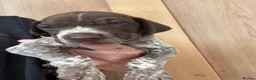 German Shorthaired Pointer dogs for sale: Lovely German shorthaired pointer pups Kc reg  - Advert 12