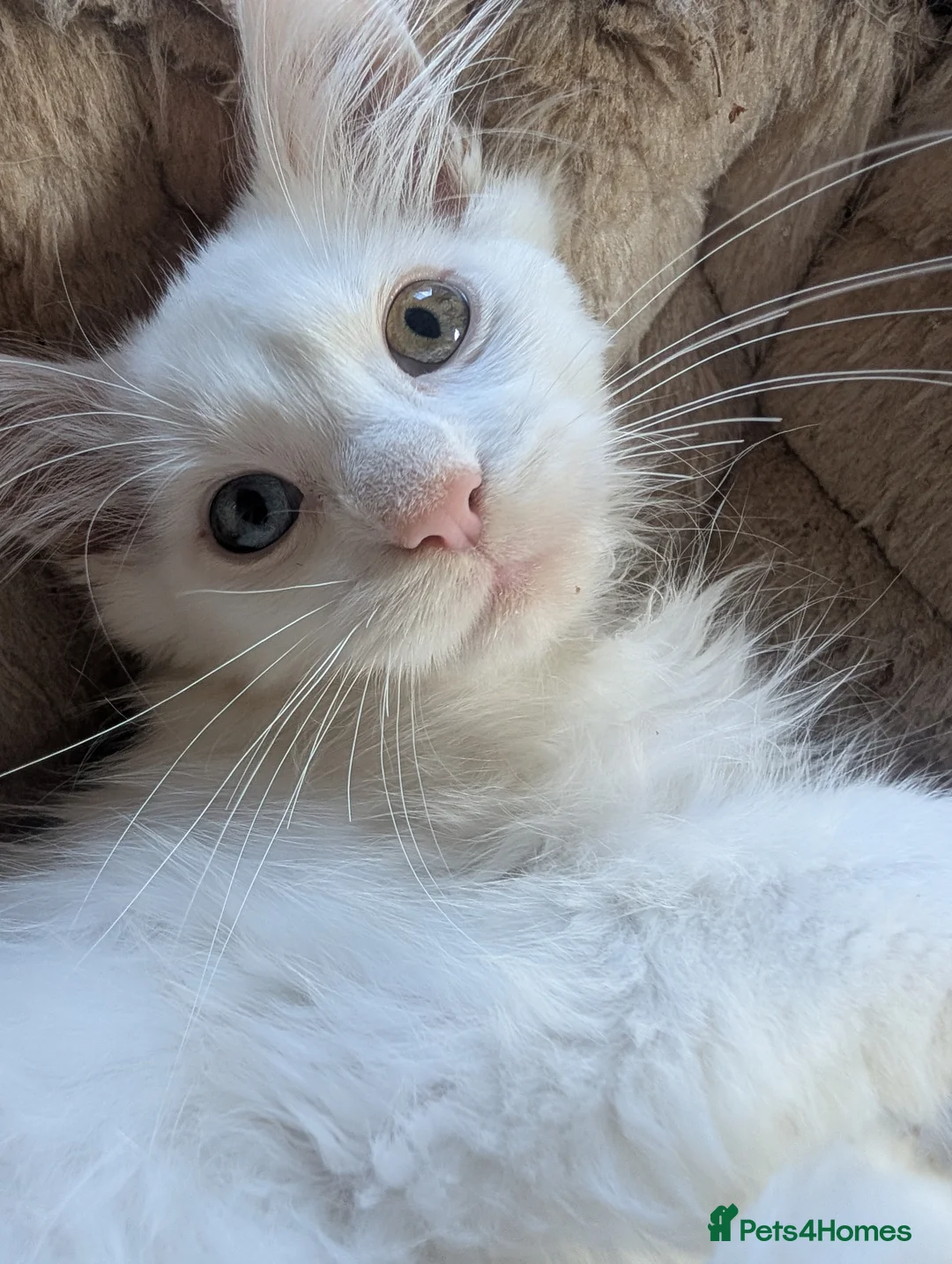 Maine Coon cats for sale: Polydactyl odd eyes female  - Advert 4