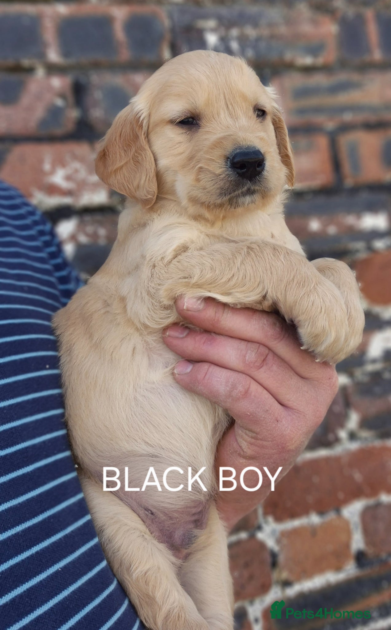 Golden Retriever dogs KC GOLDEN RETRIEVER PUPPIES HEALTH TESTED PARENTS  - Advert 2