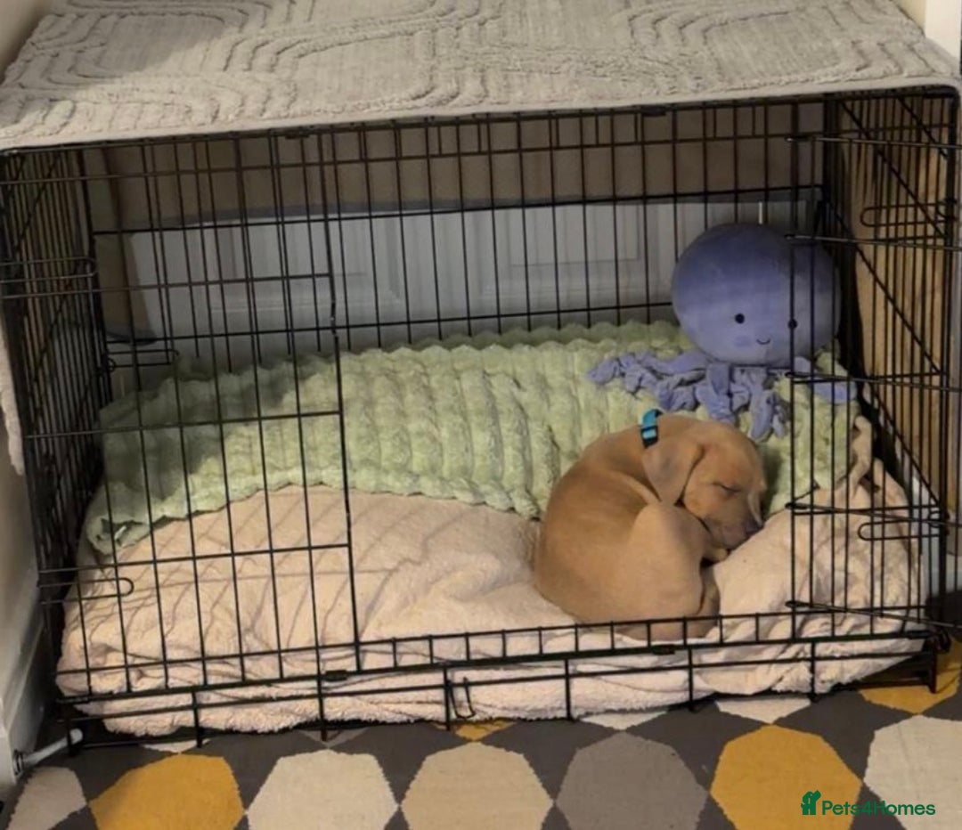 Mixed Breed dogs for sale: Service dog trainee puppy ACE :)  - Advert 5