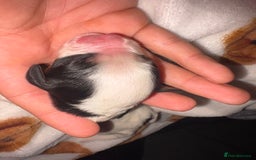 Mixed Breed dogs for sale: ❣️ beautiful Puppie’s ❣️ - Image 2