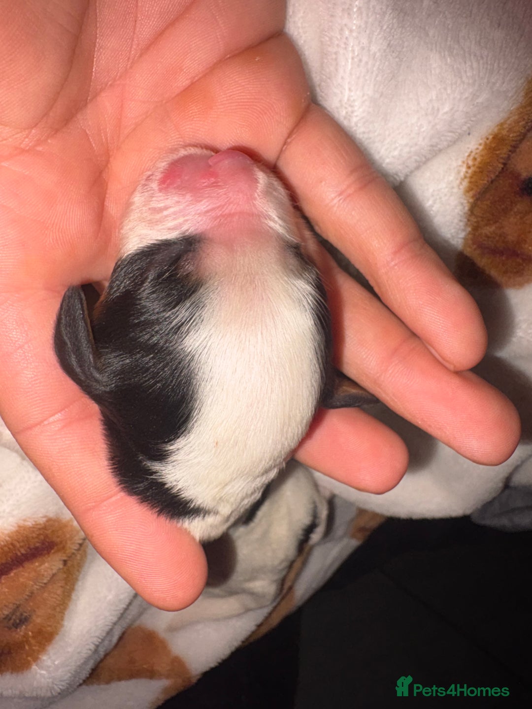 Mixed Breed dogs for sale: ❣️ beautiful Puppie’s ❣️ - Image 2