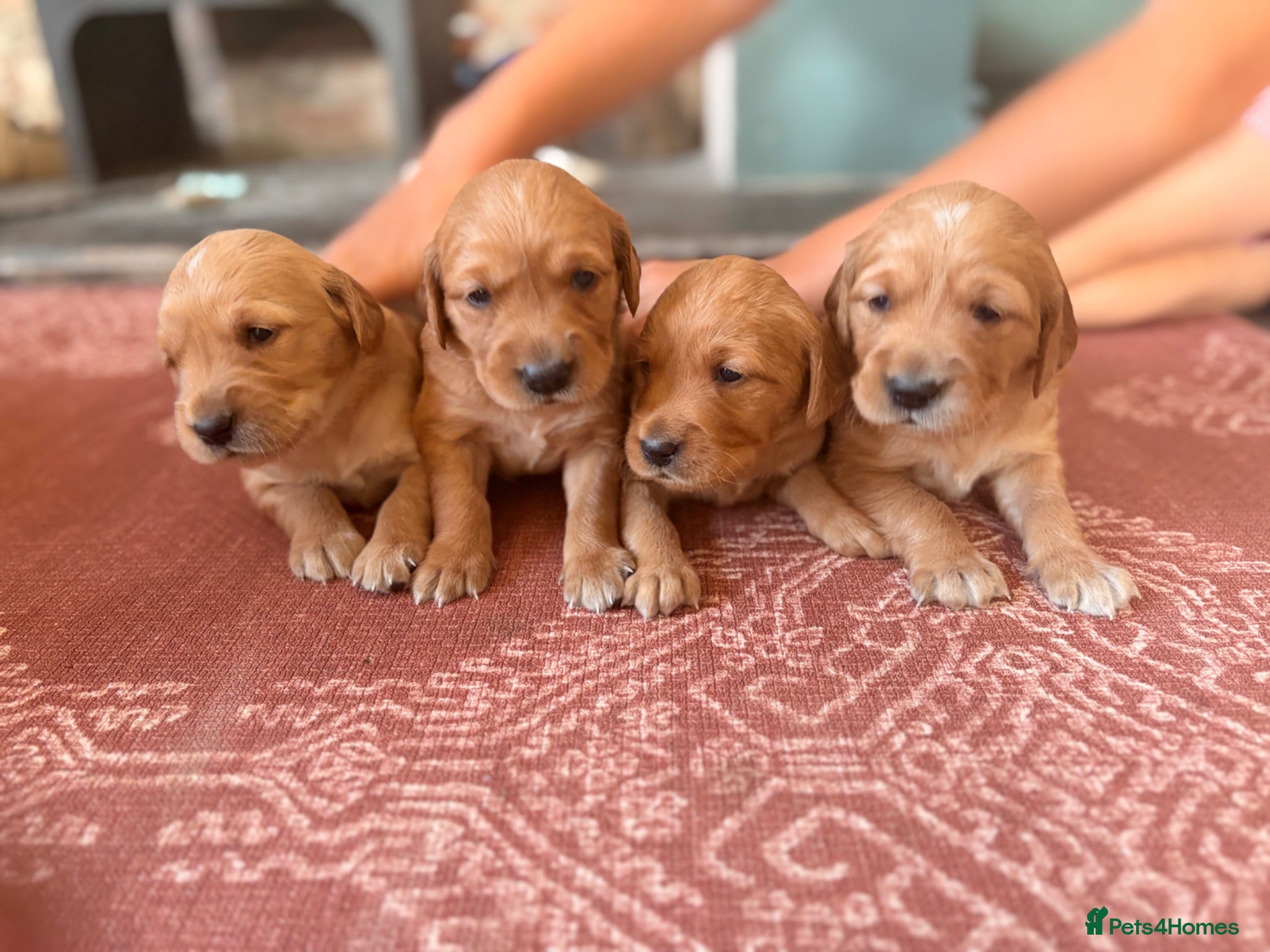 Golden Retriever dogs Outstanding breadlines with extensive health tests - Advert 2