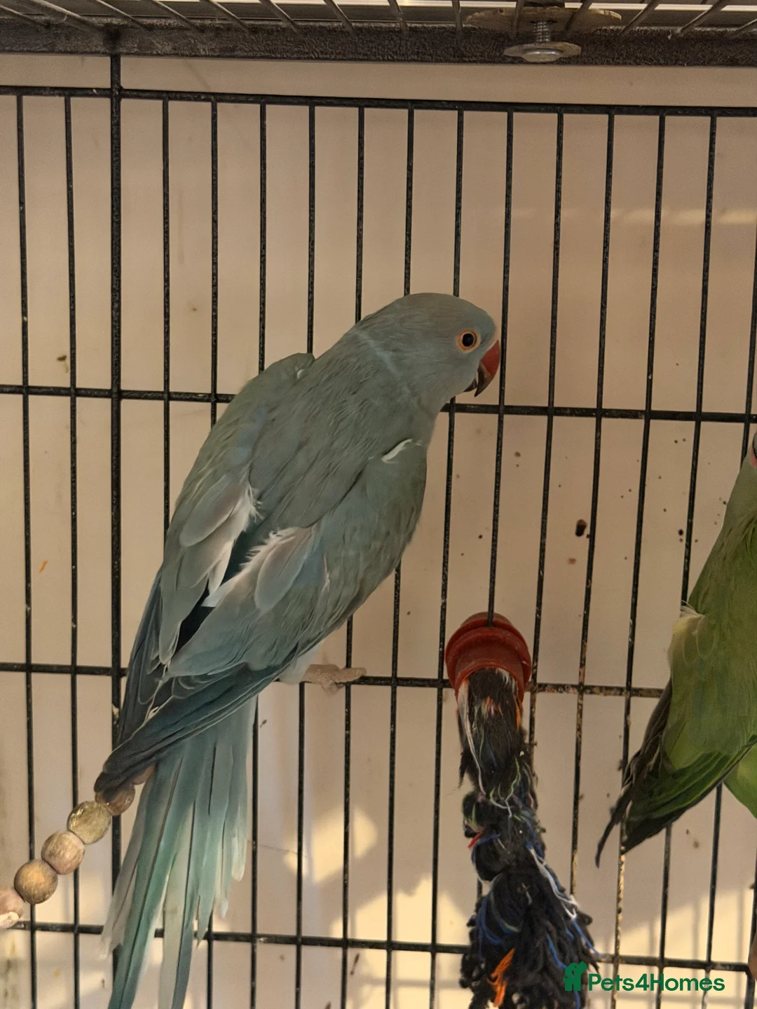 Ringnecks birds for sale: Beautiful Blue Female Indian Ringneck – 1 Year Old - Advert 5