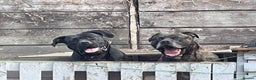 Cane Corso dogs for sale:  CANE CORSO Family Guardians  Loyal friends - Advert 2