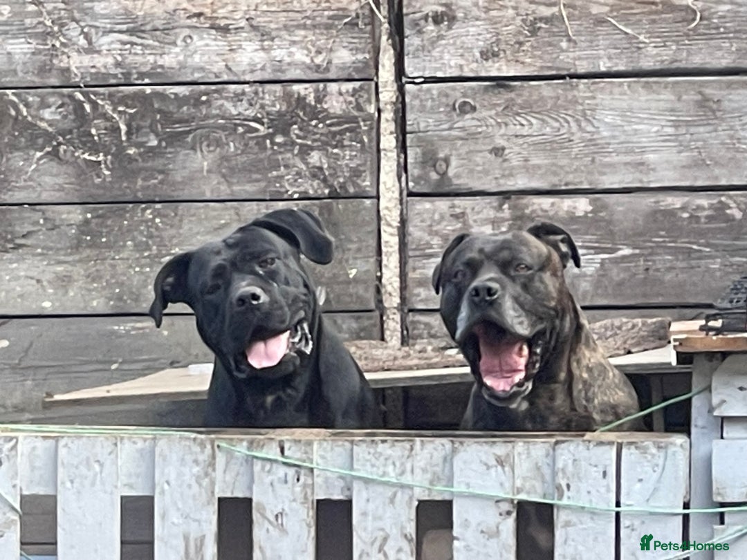 Cane Corso dogs for sale:  CANE CORSO Family Guardians  Loyal friends - Advert 2