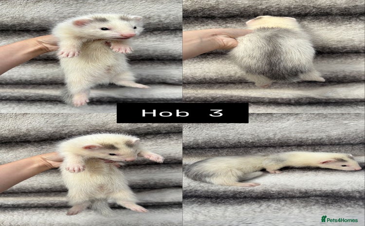 Ferret rodents - Advert 10