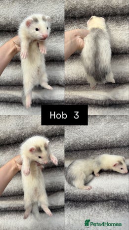 Ferret rodents - Advert 10