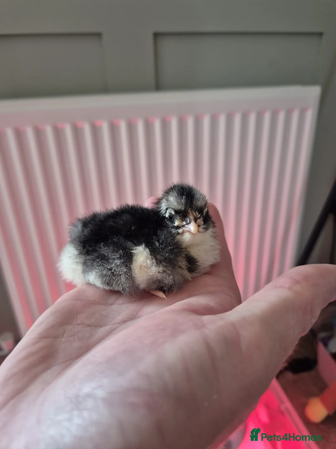 Chickens poultry for sale: Black orpingtons - Advert 1