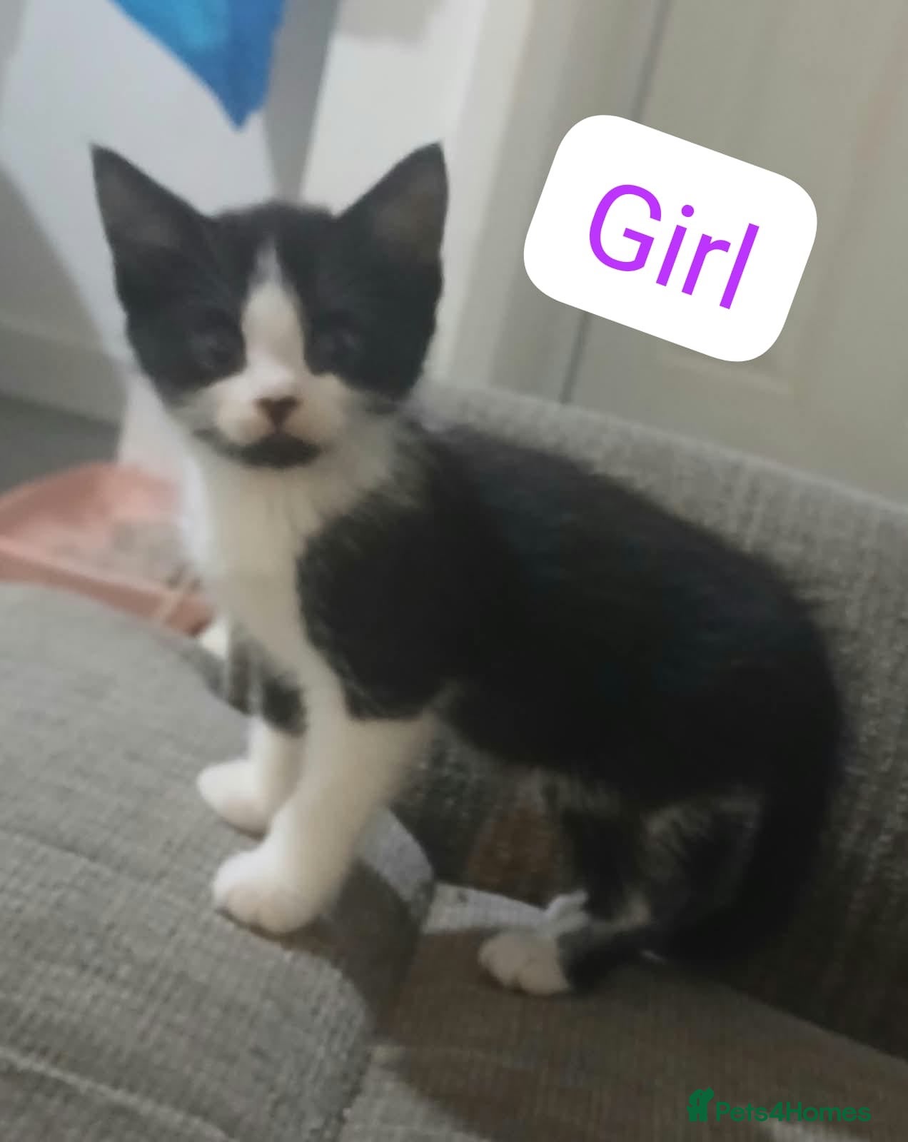 Mixed Breed cats 6 beautiful cats - Advert 1