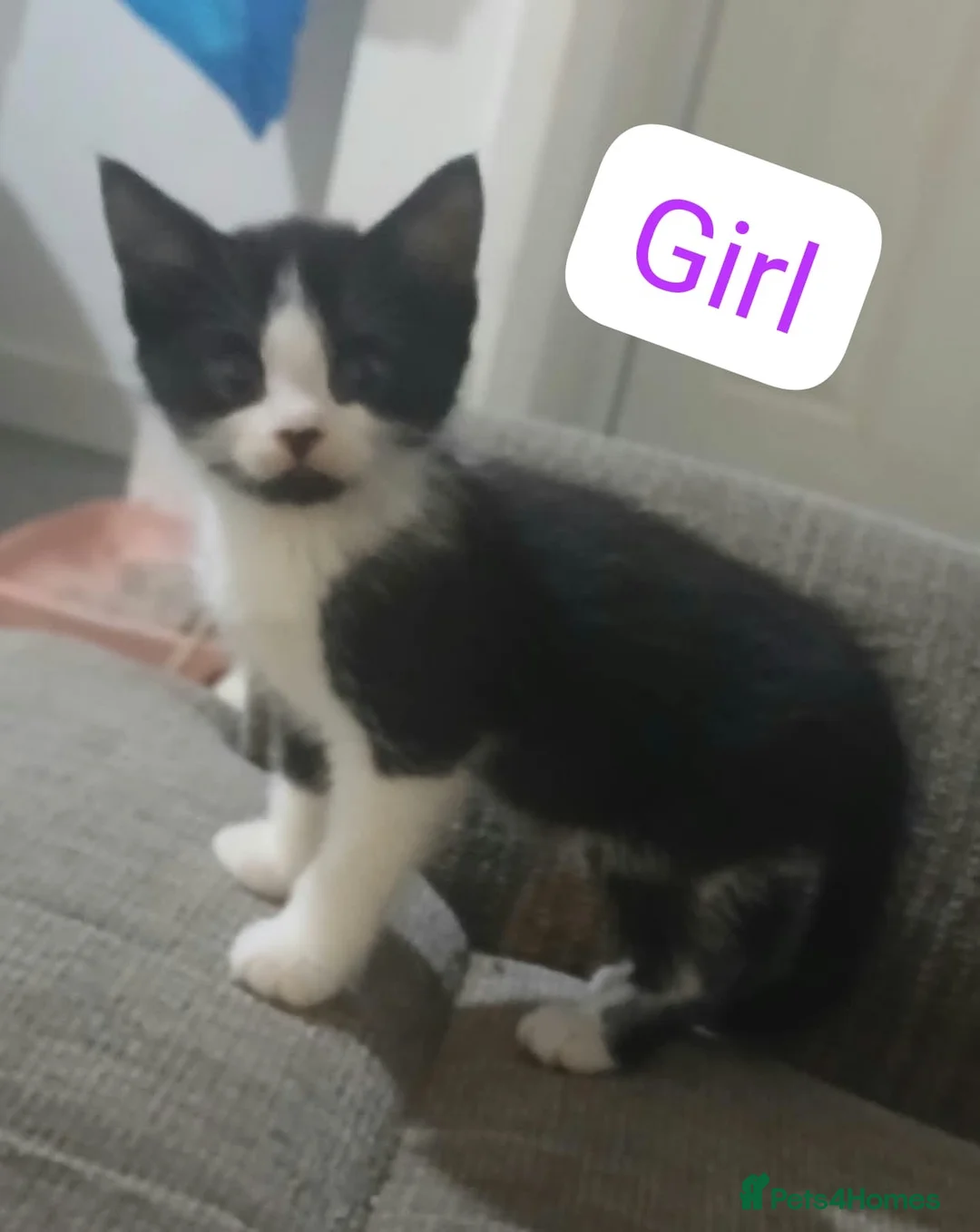 Mixed Breed cats for sale: 6 beautiful cats - Advert 1