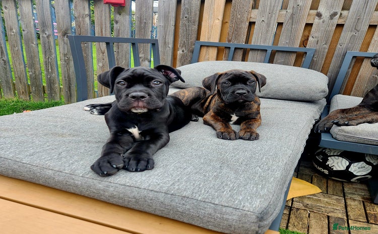 Cane Corso dogs - Advert 1