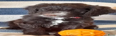 Cockapoo 1