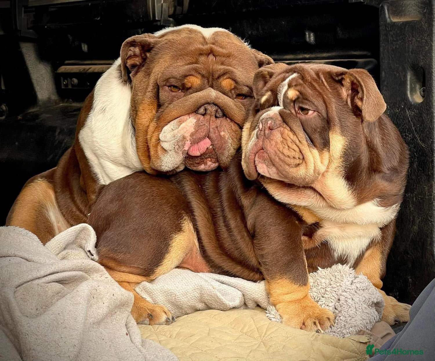 English Bulldog dogs Grandson of the Legendary City’s Ace  in London - Advert 13