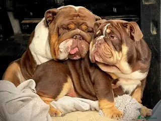 English Bulldog dogs Grandson of the Legendary City’s Ace in London - Advert 13