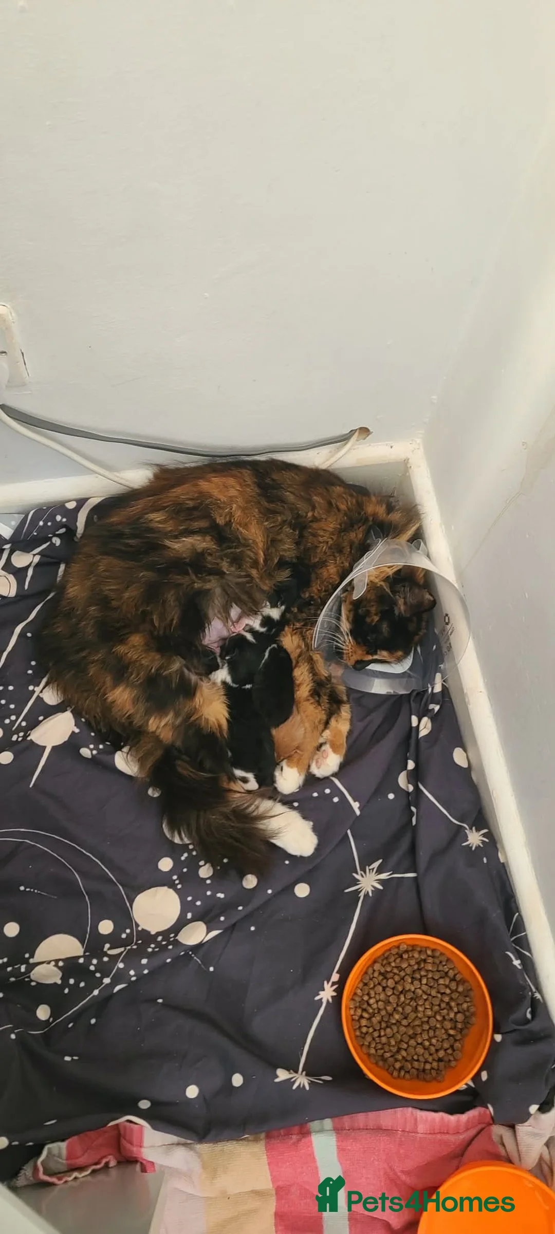 Mixed Breed cats for sale: Two kittena for sale as a pair to good homes! in Newton Abbot - Advert 2