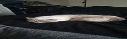 Mixed Breed cats for sale: Free - Bonded pair female cats - Advert 6