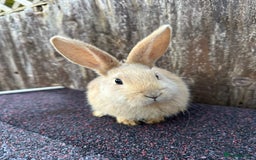 Continental Giant rabbits for sale: Ready now 1 doe bucks harlequin continentals  - Image 1