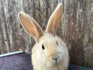 Continental Giant rabbits - Advert 34