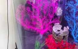 Other/Mixed Breed fish for sale: 190lt corner fishtank - Image 3