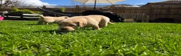 Labrador Retriever dogs for sale: Gorgeous Golden Labrador Girl, KC bloodline - Advert 5