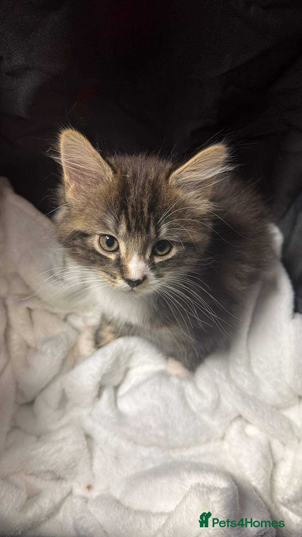 Maine Coon cats 😻♥️Outstanding Maine coon kittens!♥️😻 - Advert 5
