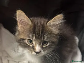 Maine Coon cats 😻♥️Outstanding Maine coon kittens!♥️😻 - Advert 5