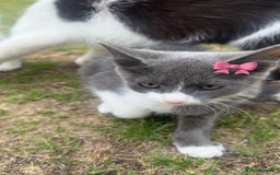 Mixed Breed cats for sale: Very cute babies  in Bedford - Image 9