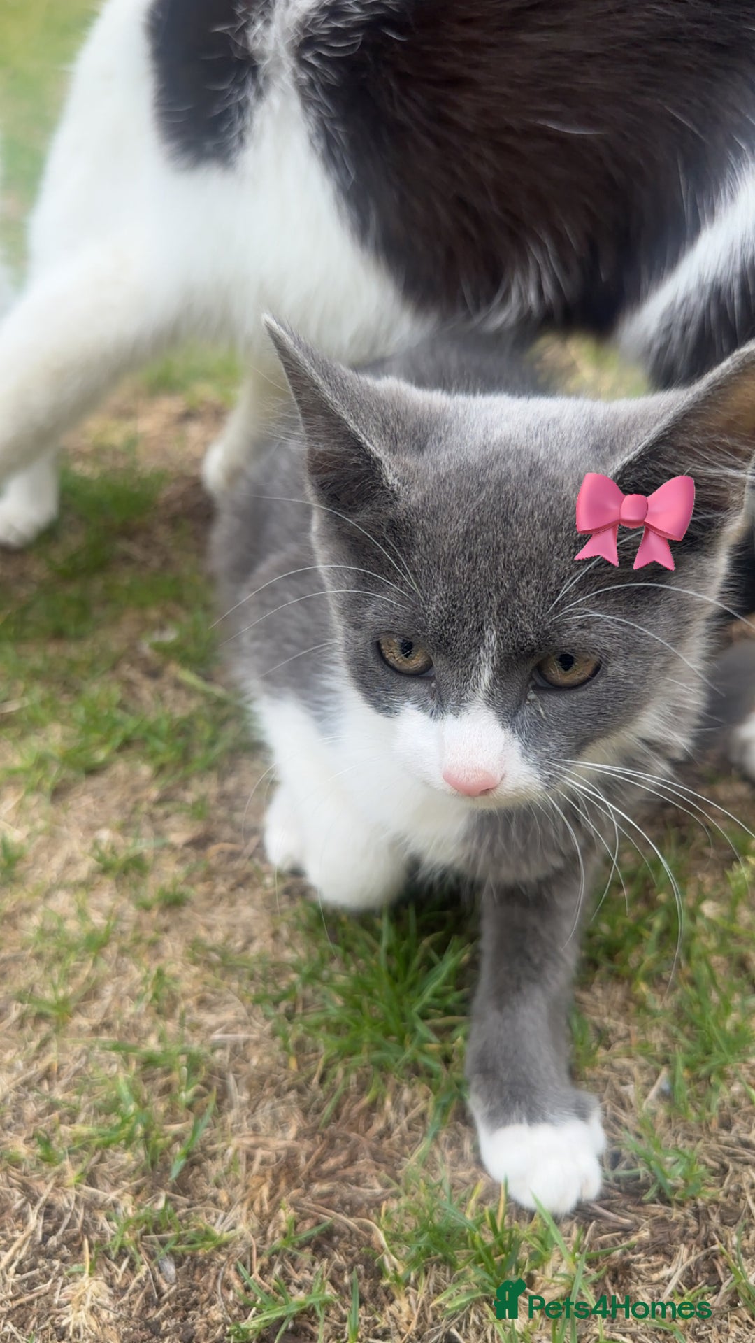 Mixed Breed cats for sale: Very cute babies  in Bedford - Image 9