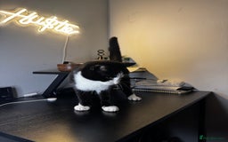 Mixed Breed cats for sale: Adorable Black & White Kitten Looking for Home - Image 3