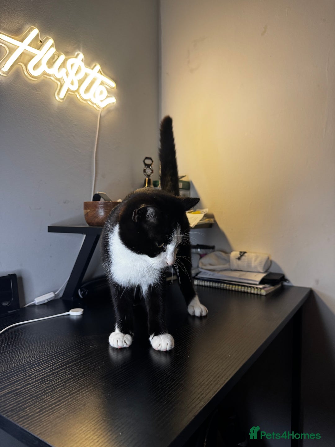Mixed Breed cats for sale: Adorable Black & White Kitten Looking for Home - Image 3