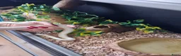 Corn Snake reptiles for sale: Various corn snakes for sale, Snow Tessera & more - Advert 7