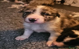 Border Collie dogs for sale: Unique blue merle border collie puppies - Image 1