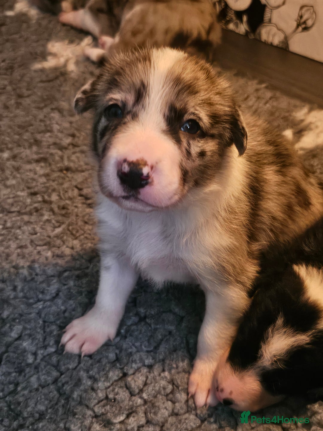 Border Collie dogs for sale: Unique blue merle border collie puppies - Image 1