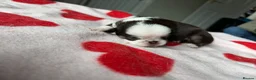 Pug dogs for sale: pug puppies  - Advert 14