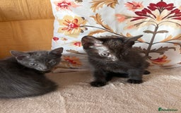 Mixed Breed cats for sale: Grey kittens for sale - Image 2