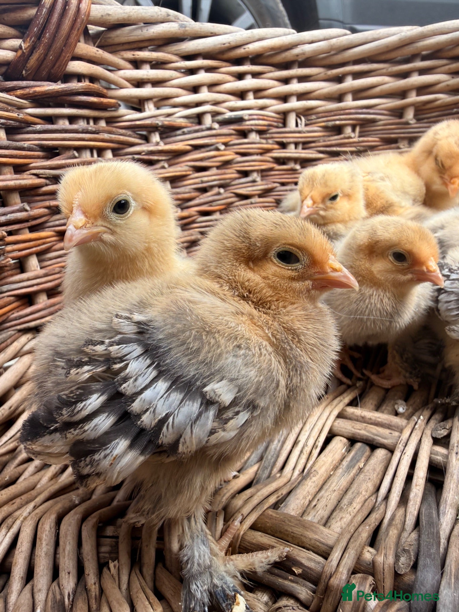 Chickens poultry Lemon Sablepoots chicks  - Advert 1