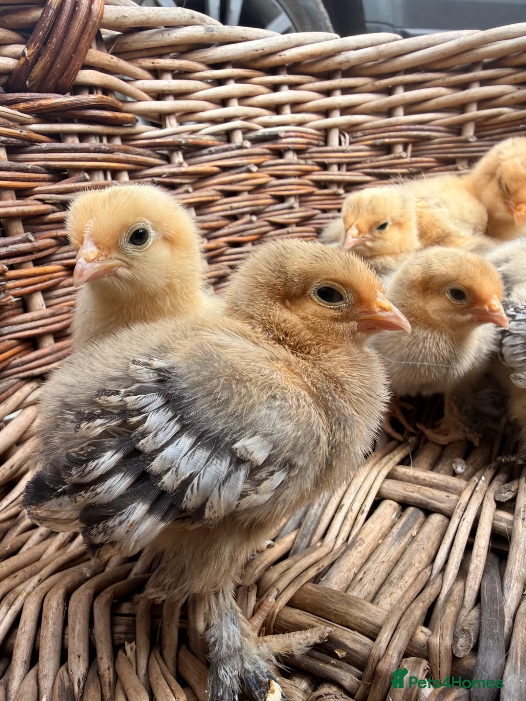 Chickens poultry for sale: Lemon Sablepoots chicks  in Lincoln - Advert 1
