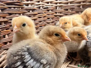 Chickens poultry Lemon Sablepoots chicks - Advert 17