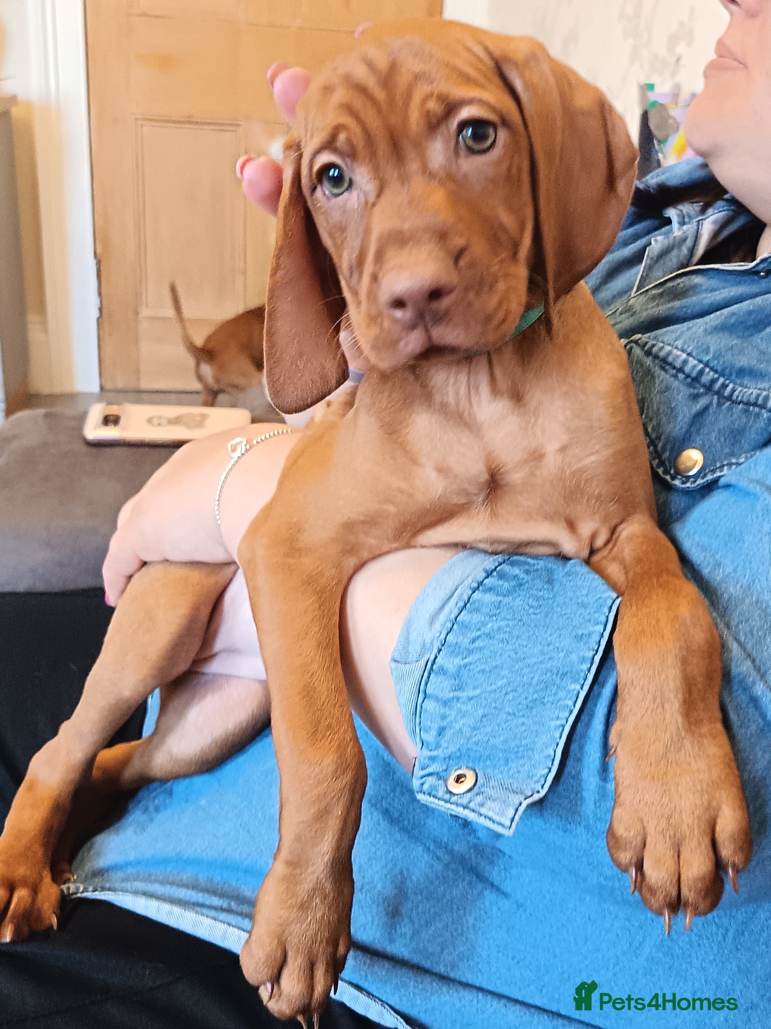 Hungarian Vizsla dogs * KC Registered Hungarian Vizsla pups 3 Girls ** - Advert 4