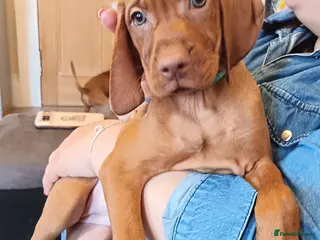 Hungarian Vizsla dogs * KC Registered Hungarian Vizsla pups 3 Girls ** - Advert 4