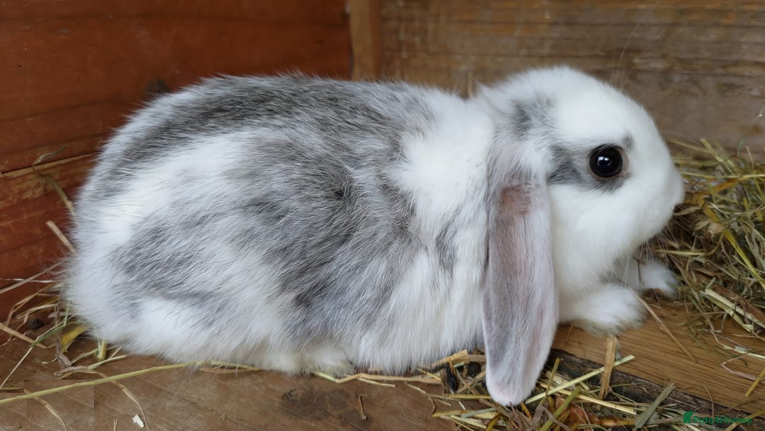 Mini Lop rabbits for sale: Gorgeous Mini Lop X French Bunnies Ready to Go! - Image 18